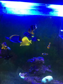 昌平北七家海水魚友出養定老魚，限同城打包自提，共探海水養殖技術交流