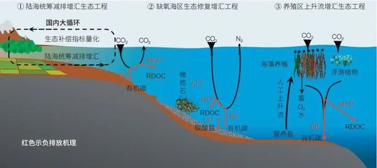 海洋負排放技術 焦念志院士領航，以海水養殖創新助力國家碳中和目標